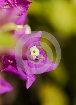 Flora of Gran Canaria - Bougainvillea glabra, introduced ornamental plant