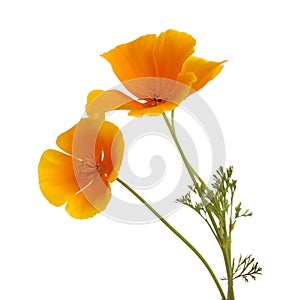 Flora of Gran Canaria - California poppy