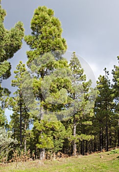 Flora of Gran Canaria - Canarian Pines photo