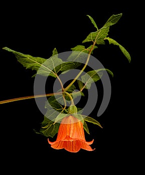 Flora of Gran Canaria - Canarina canariensis, Canary bellflower