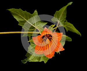 Flora of Gran Canaria - Canarina canariensis, Canary bellflower