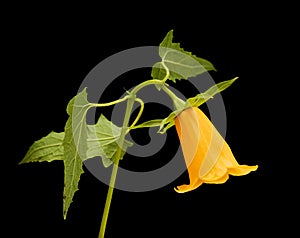 Flora of Gran Canaria - Canarina canariensis, Canary bellflower