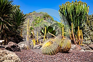 Flora of Gran Canaria, Canary Islands, Spain