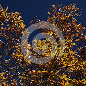 Flora of Gran Canaria - Castanea sativa, the sweet chestnut, introduced species