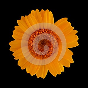 Flora of Gran Canaria -  Coleostephus myconis, corn marigold