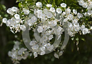 Flora of Gran Canaria - Convolvulus floridus, plant endemic to Canary Islands