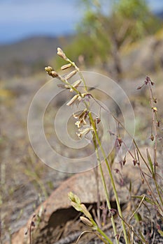 Flora of Gran Canaria - Dipcadi serotinum