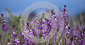 Flora of Gran Canaria - Erysimum albescens