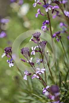 Flora of Gran Canaria - Erysimum albescens