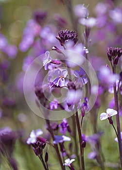 Flora of Gran Canaria - Erysimum albescens