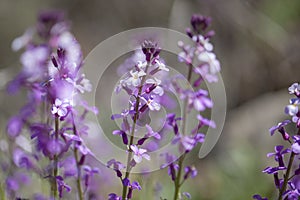 Flora of Gran Canaria - Erysimum albescens