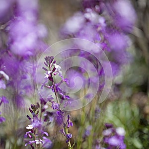 Flora of Gran Canaria - Erysimum albescens