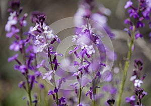 Flora of Gran Canaria - Erysimum albescens