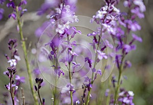 Flora of Gran Canaria - Erysimum albescens