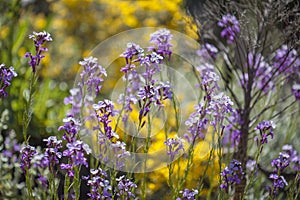 Flora of Gran Canaria - Erysimum albescens