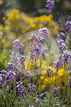 Flora of Gran Canaria - Erysimum albescens