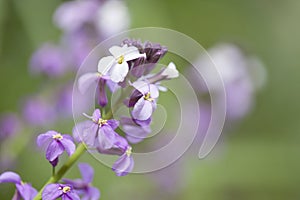 Flora of Gran Canaria -  Erysimum albescens