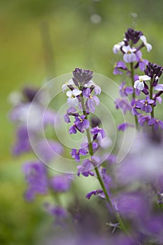 Flora of Gran Canaria -  Erysimum albescens