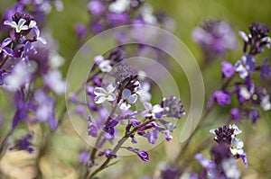 Flora of Gran Canaria -  Erysimum albescens