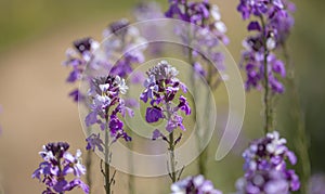 Flora of Gran Canaria -  Erysimum albescens