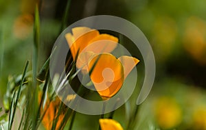Flora of Gran Canaria - Eschscholzia californica, the California poppy