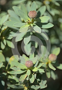 Flora of Gran Canaria -  Euphorbia balsamifera, balsam spurge