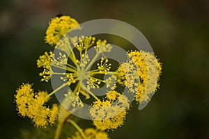 Flora of Gran Canaria -  Ferula linkii, Giant Canary Fennel