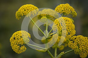 Flora of Gran Canaria -  Ferula linkii, Giant Canary Fennel