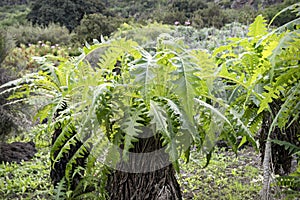 Flora of Gran Canaria - flowering endemic Sonchus canariensis