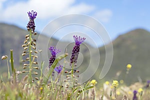 flora of Gran Canaria, Flowering Leopoldia comosa