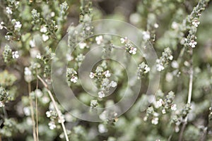 Flora of Gran Canaria - flowering micromeria