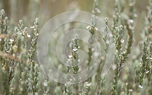 Flora of Gran Canaria - flowering micromeria