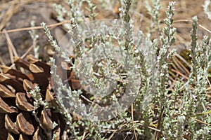 flora of Gran Canaria, flowering micromeria