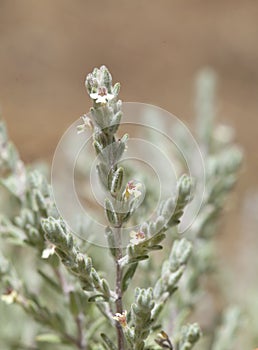 flora of Gran Canaria, flowering micromeria