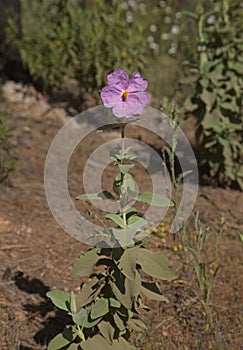 Flora of Gran Canaria - flowering pink Cistus ocreatus, rockrose endemic to the island