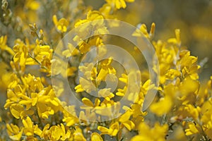 Flora of Gran Canaria - flowers of Genista microphylla