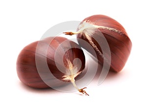 Flora of Gran Canaria - fruit of Castanea sativa, the sweet chestnut, introduced species