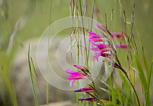 Flora of Gran Canaria -  Gladiolus italicus,