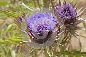 Flora of Gran Canaria - globe artichoke