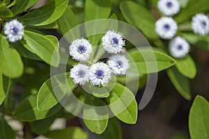 Flora of Gran Canaria - Globularia sarcophylla photo