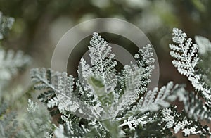 Flora of Gran Canaria - Gonospermum ptarmicaeflorum aka silver tansy, endemic and endangered species