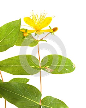 Flora of Gran Canaria -  Hypericum species isolated photo