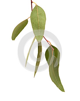 Flora of Gran Canaria - introduced species Eucalyptus camaldulensis branch