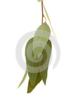 Flora of Gran Canaria - introduced species Eucalyptus camaldulensis branch