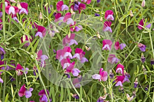 Flora of Gran Canaria - Lathyrus clymenum; Spanish vetchling