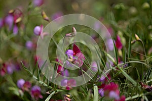 Flora of Gran Canaria -  Lathyrus clymenum, Spanish vetchling