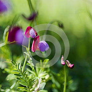 Flora of Gran Canaria - Lathyrus clymenum, Spanish vetchling