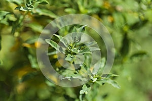 Flora of Gran Canaria - leaves of Bystropogon canariensis