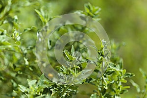 Flora of Gran Canaria - leaves of Bystropogon canariensis