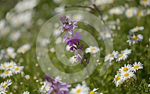 Flora of Gran Canaria - lilac flowers of crucifer plant Erysimum albescens, endemic